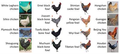 Genomic Regions Related to White/Black Tail Feather Color in Dwarf Chickens Identified Using a Genome-Wide Association Study